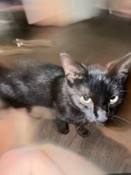 Found/Stray Male Cat last seen Gamewell park, Gamewell, NC 28645