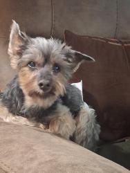Reunited Male Dog last seen West Avenue and Lee Street, Fullerton, CA 92833