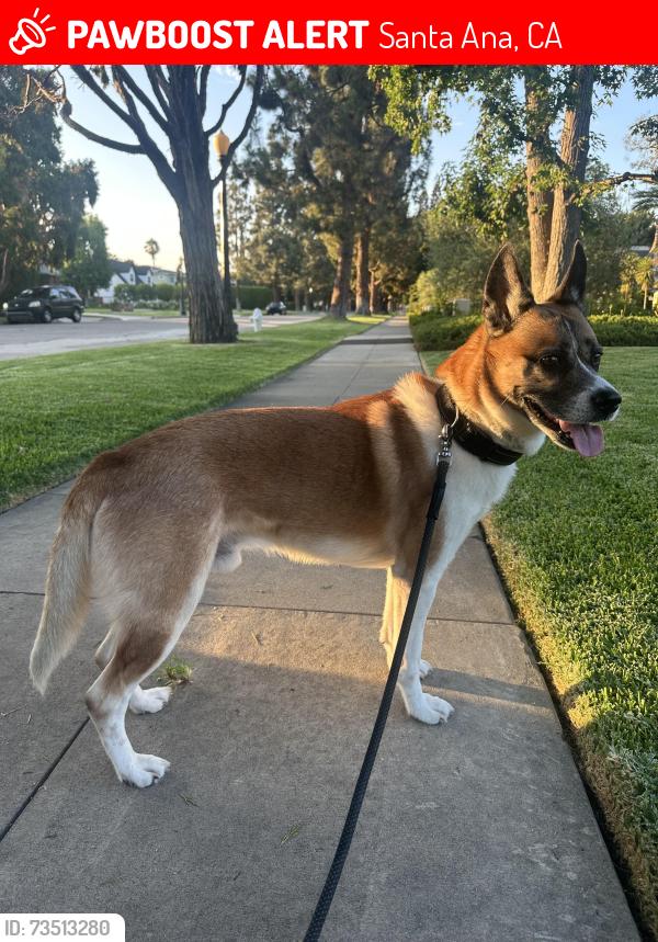Lost Male Dog last seen N Broadway Santa Ana, Santa Ana, CA 92706