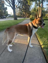 Lost Male Dog last seen N Broadway Santa Ana, Santa Ana, CA 92706