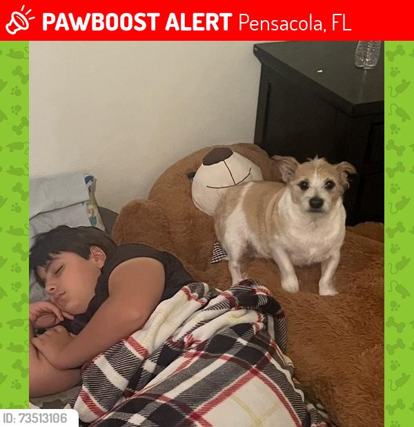 Lost Male Dog last seen mount pain Elementary School, Pensacola, FL 32505