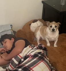 Lost Male Dog last seen mount pain Elementary School, Pensacola, FL 32505