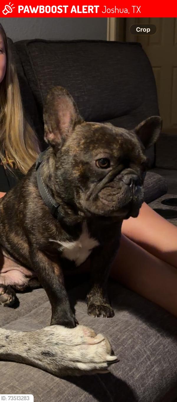 Lost Male Dog last seen Ridgeway/edgehill, Joshua, TX 76058