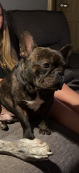Lost Male Dog last seen Ridgeway/edgehill, Joshua, TX 76058