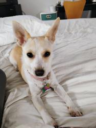 Reunited Female Dog last seen Rainier Ave at Brown bear car wash ans starbucks, Renton, WA 98057