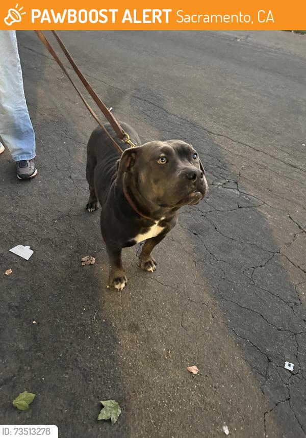 Found/Stray Female Dog last seen Tallac Village, Sacramento, CA 95820