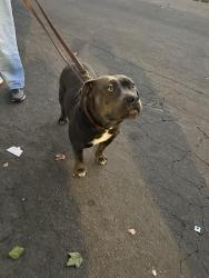Found/Stray Female Dog last seen Tallac Village, Sacramento, CA 95820