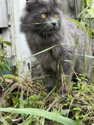 Lost Male Cat last seen Av hackmann Ave, Polk St NE, Lynde DrNE, Fridley, MN 55432