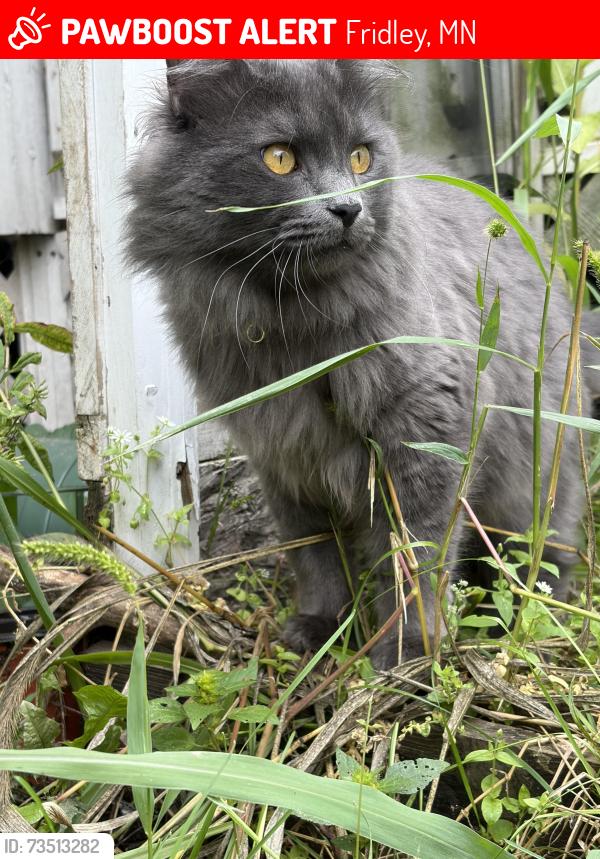 Lost Male Cat last seen Av hackmann Ave, Polk St NE, Lynde DrNE, Fridley, MN 55432