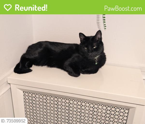 Reunited Male Cat last seen Norwood and Glenwood in the Alley between norwood and glenlake, Chicago, IL 60660