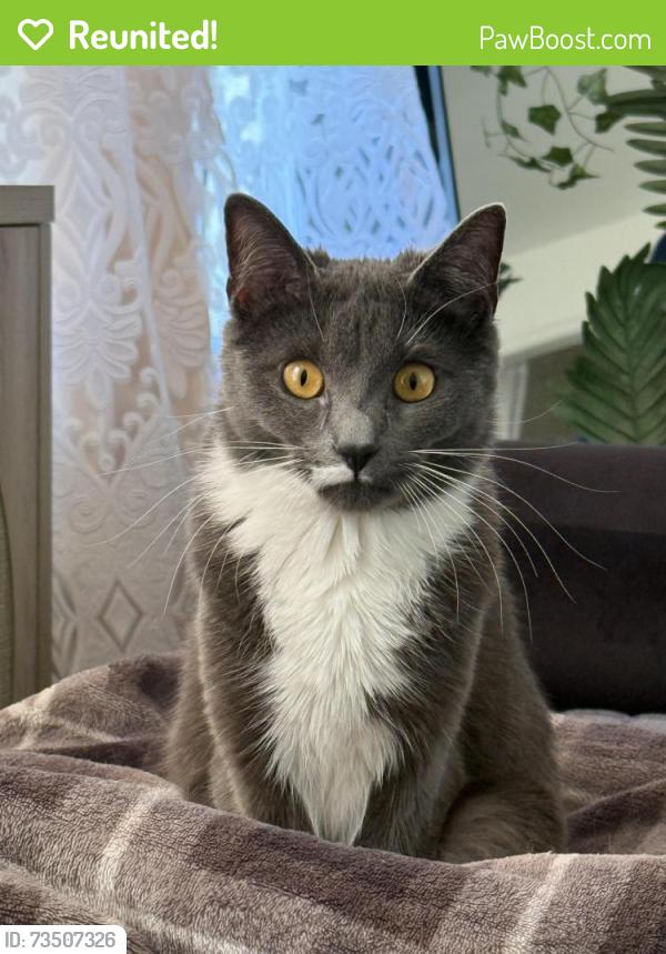Reunited Female Cat last seen Borbas Pharmacy, Brooklyn, NY 11214