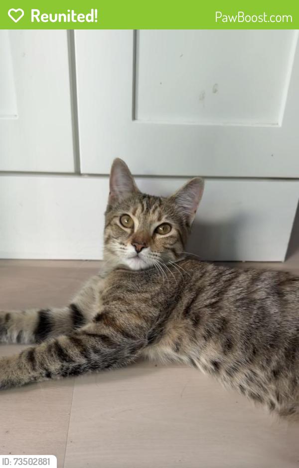 Reunited Female Cat last seen Esther st. And, New Smyrna Beach, FL 32170