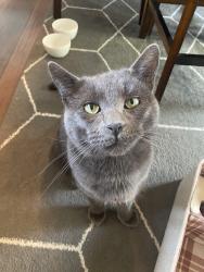 Found/Stray Male Cat last seen Flint and park road, Columbus, OH 43235