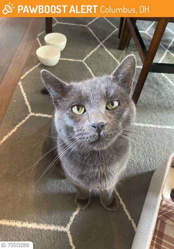 Found/Stray Male Cat last seen Flint and park road, Columbus, OH 43235