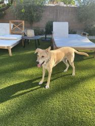 Found/Stray Male Dog last seen 42nd and Turney, Phoenix, AZ 85018