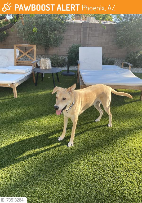 Found/Stray Male Dog last seen 42nd and Turney, Phoenix, AZ 85018