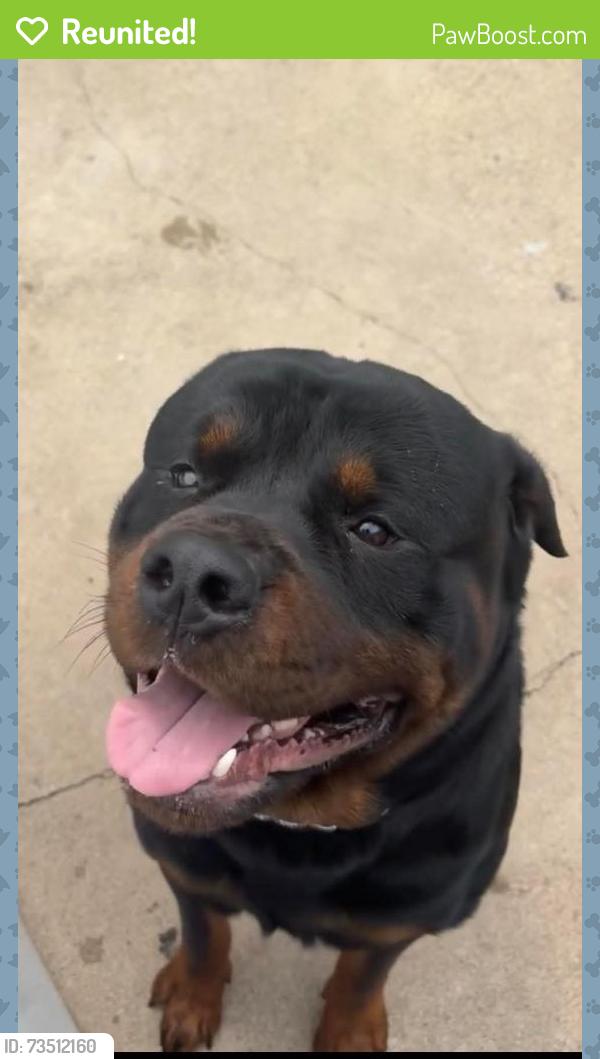 Reunited Male Dog last seen Perdue Dr / Longleaf Dr, Garland, TX 75042