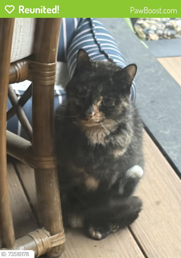 Reunited Female Cat last seen Bates and Elliott. Currently on my front porch in covered catio, Saint Paul, MN 55106