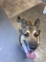 Found/Stray Male Dog last seen Yucca, San Bernardino, CA 92404