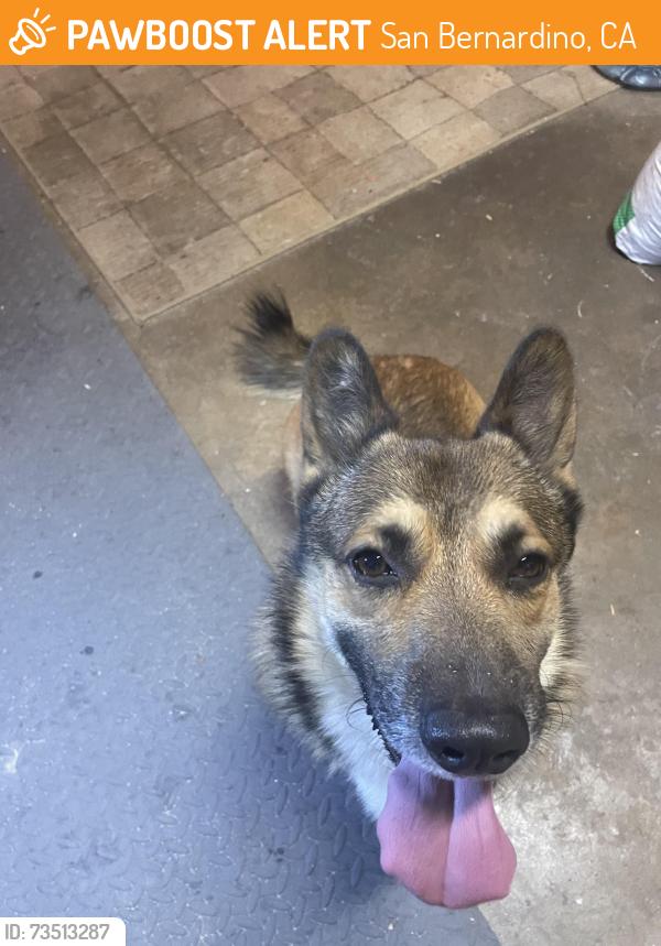 Found/Stray Male Dog last seen Yucca, San Bernardino, CA 92404