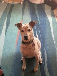 Reunited Male Dog last seen Bruce Randolph and Madison, Denver, CO 80205