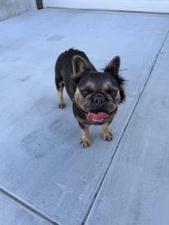 Reunited Unknown Dog last seen Case Rd, Temple, TX, USA, Temple, TX 76508