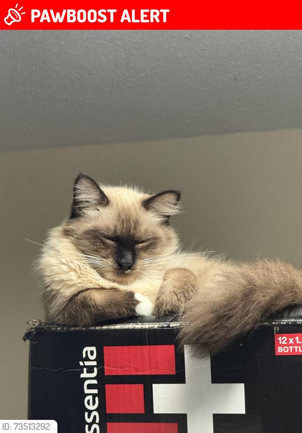 Lost Male Cat last seen Wymart, Northwest Pensacola, FL 32526