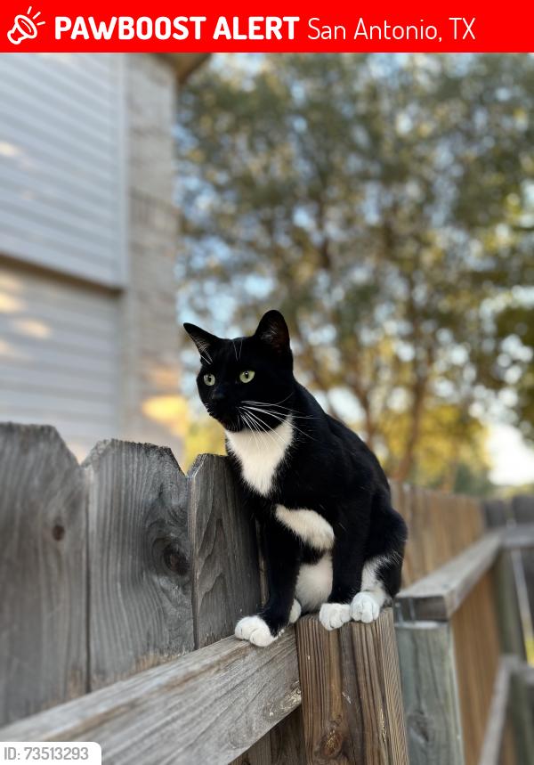 Lost Male Cat last seen Stuebing ranch elementary school, San Antonio, TX 78247
