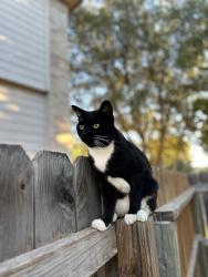 Lost Male Cat last seen Stuebing ranch elementary school, San Antonio, TX 78247