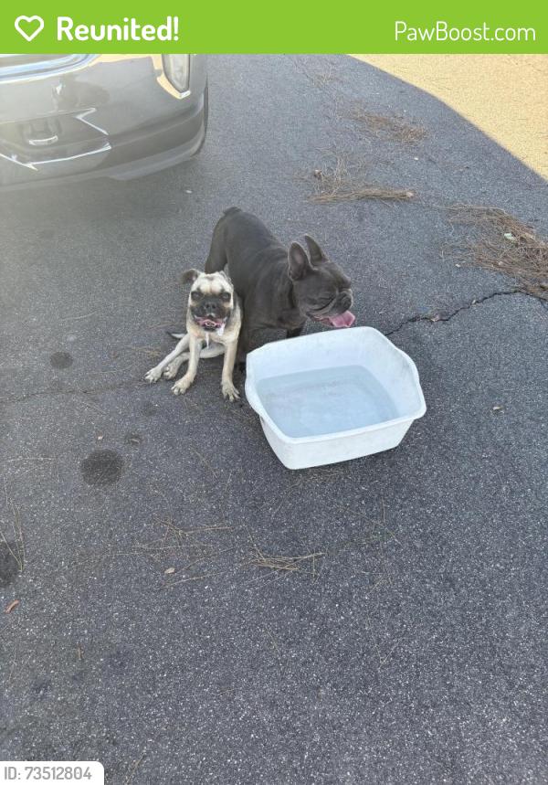 Reunited Female Dog last seen Walnut, La Puente, CA 91744