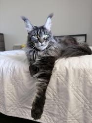 Lost Female Cat last seen Near S Lyon St, Santa Ana, CA 92705