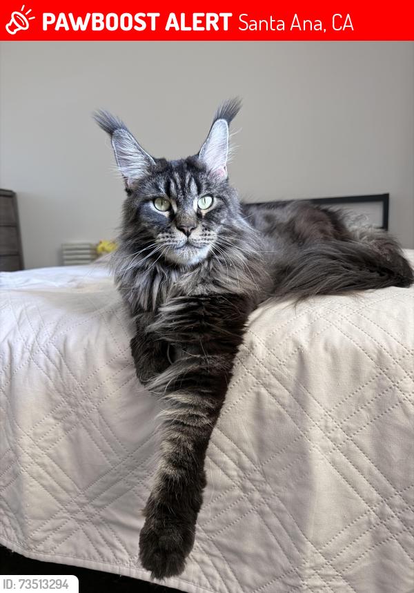 Lost Female Cat last seen Near S Lyon St, Santa Ana, CA 92705