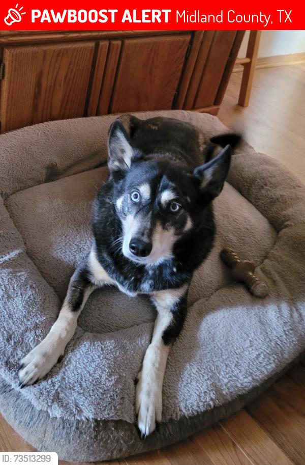 Lost Female Dog last seen South county road 1160, Midland County, TX 79706