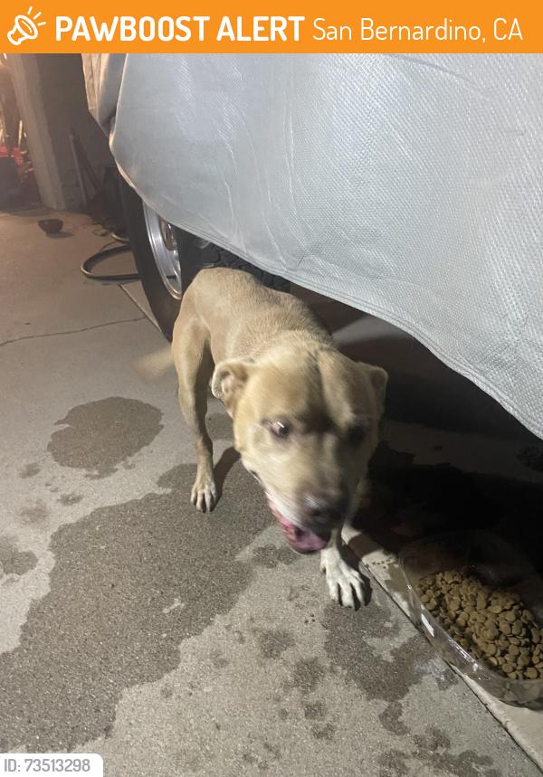Found/Stray Male Dog last seen Yucca, San Bernardino, CA 92404