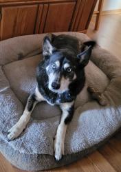 Lost Female Dog last seen South county road 1160, Midland County, TX 79706