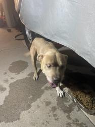 Found/Stray Male Dog last seen Yucca, San Bernardino, CA 92404