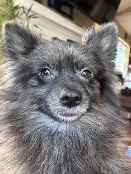 Lost Male Dog last seen keith harrow blvd, Houston, TX 77084