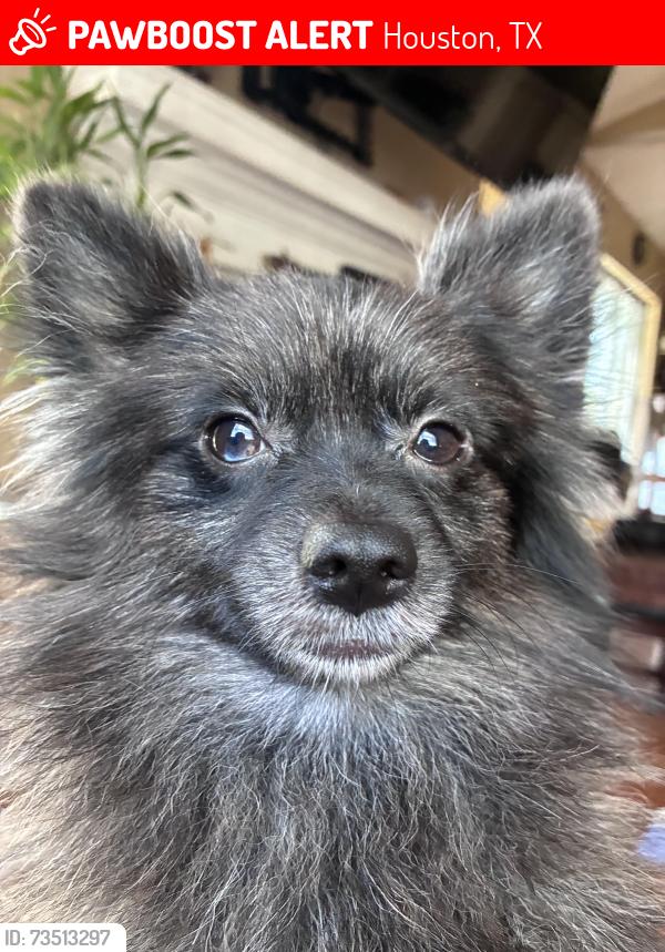 Lost Male Dog last seen keith harrow blvd, Houston, TX 77084
