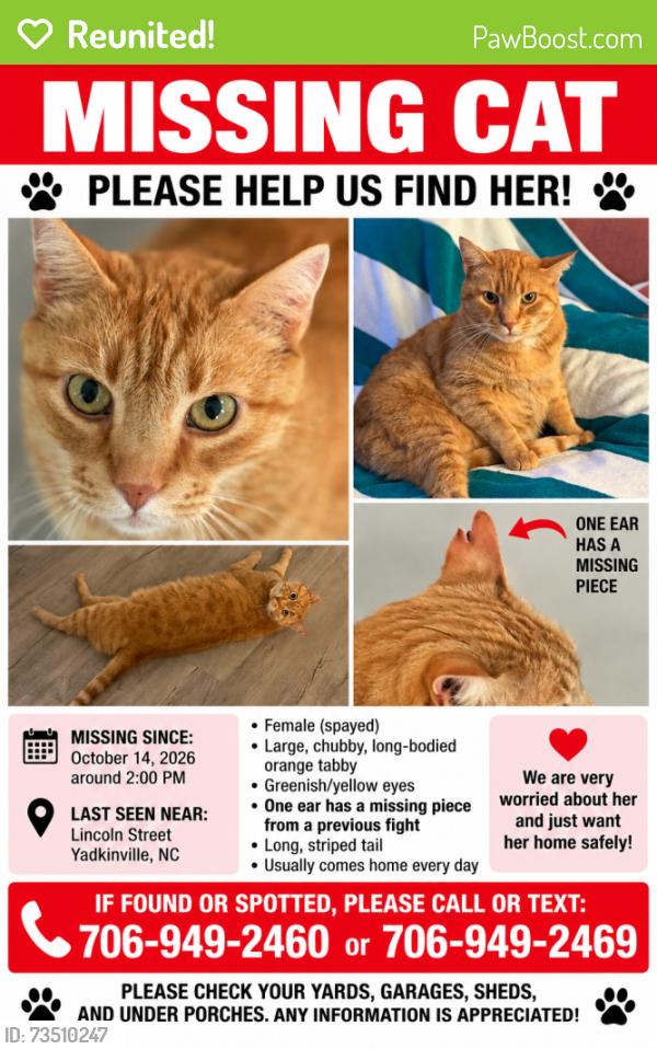 Reunited Female Cat last seen Food Lion,Starbucks, Yadkinville, NC 27055