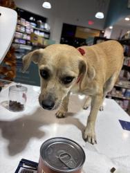 Found/Stray Male Dog last seen Briarcreek loop, Travis County, TX 78653