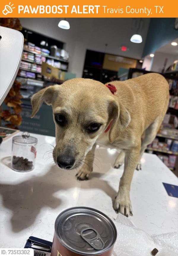 Found/Stray Male Dog last seen Briarcreek loop, Travis County, TX 78653