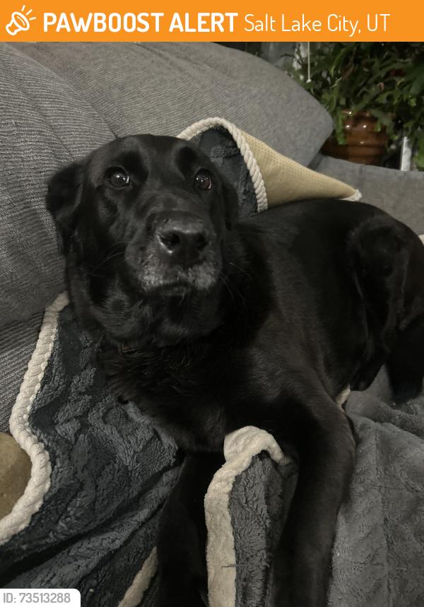Found/Stray Female Dog last seen Near south 1000 west, Salt Lake City, UT 84104
