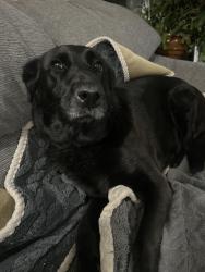 Found/Stray Female Dog last seen Near south 1000 west, Salt Lake City, UT 84104