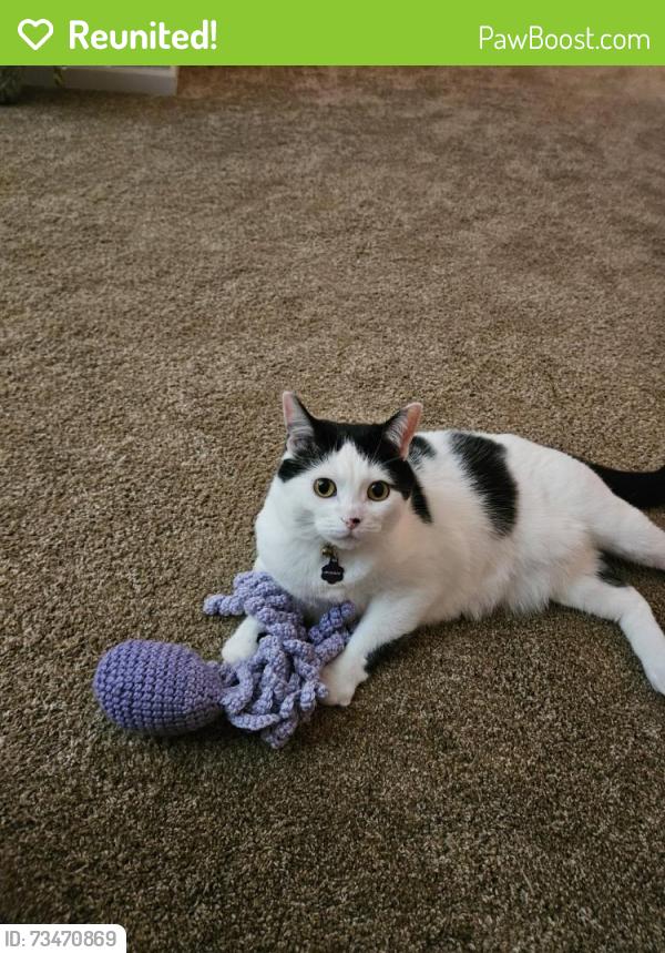 Reunited Female Cat last seen Near Schavey Road and Pearwood Drive, DeWitt, MI 48820
