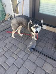 Found/Stray Female Dog last seen 99th & McDowell, Phoenix, AZ 85037