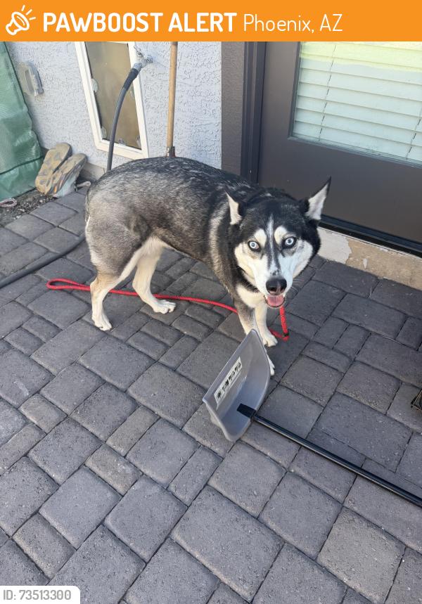 Found/Stray Female Dog last seen 99th & McDowell, Phoenix, AZ 85037