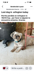 Lost Male Dog last seen Lackland st, Arlington, TX 76010