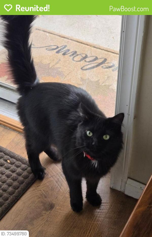 Reunited Male Cat last seen Shady Oak and Excelsior Blvd , Hopkins, Hopkins, MN 55343
