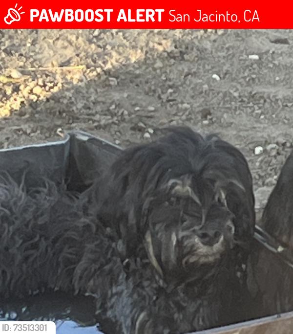 Lost Male Dog last seen haven pet center, mcdonalds, el toro market on 7th., San Jacinto, CA 92582