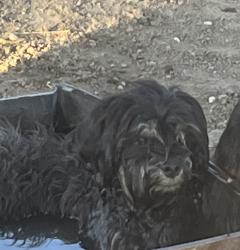 Lost Male Dog last seen haven pet center, mcdonalds, el toro market on 7th., San Jacinto, CA 92582